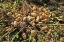 Picture of PEANUT PLANT HARVEST ALABAMA