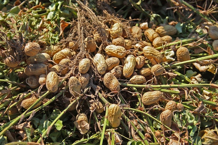 Picture of PEANUT PLANT HARVEST ALABAMA