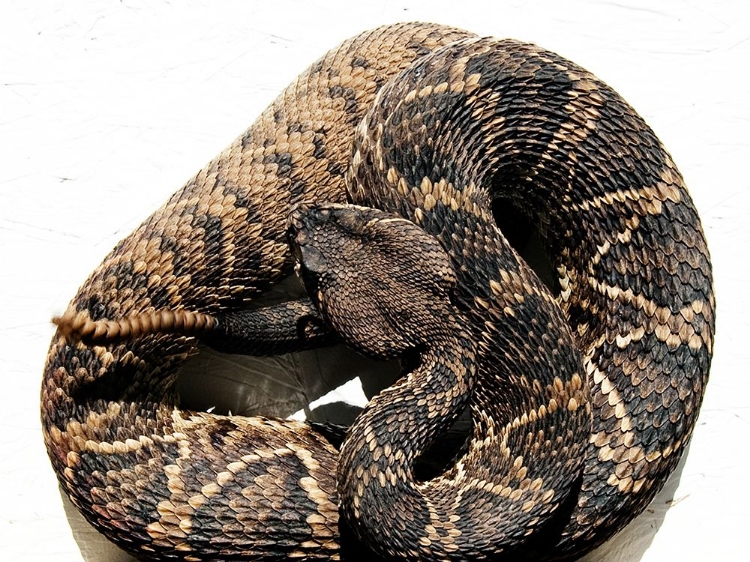 Picture of RATTLESNAKE RODEO IN OPP-ALABAMA I