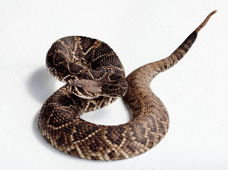 Picture of RATTLESNAKE RODEO IN OPP-ALABAMA II