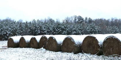 Picture of SNOW-COVERED HAY ROLLS-ALABAMA