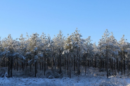 Picture of TREELINE IN SNOW WITH BLUE SKY-ALABAMA