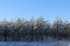 Picture of TREELINE IN SNOW WITH BLUE SKY-ALABAMA