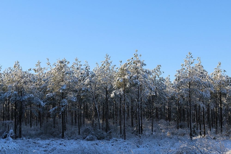 Picture of TREELINE IN SNOW WITH BLUE SKY-ALABAMA