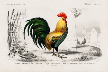 Picture of COCK ILLUSTRATION
