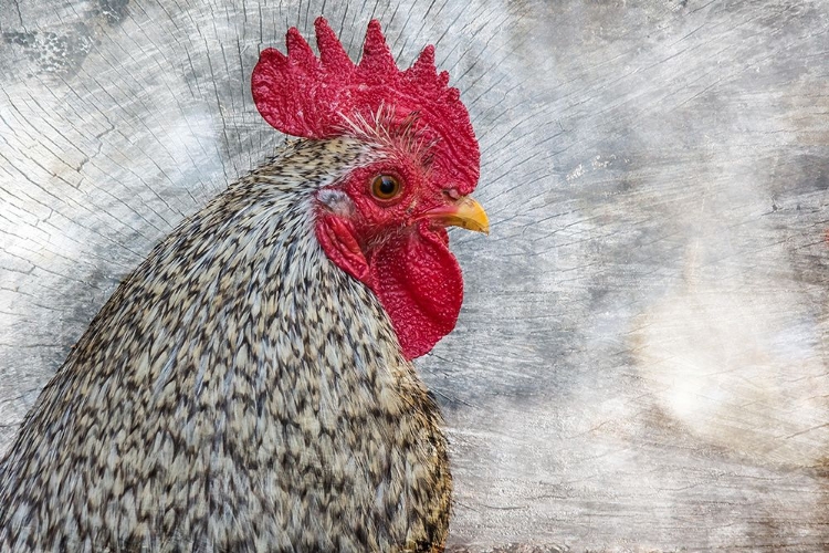 Picture of POSING ROOSTER