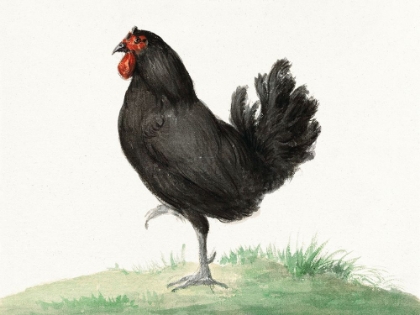 Picture of STANDING BLACK CHICKEN