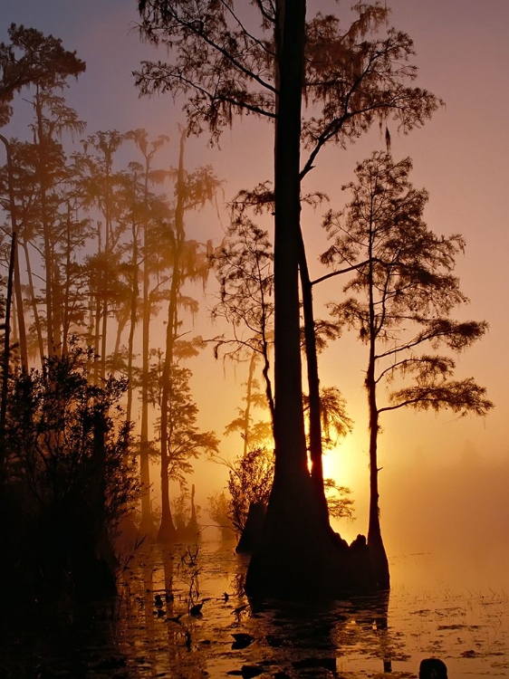 Picture of OKEFENOKEE SWAMP SUNSET-GEORGIA