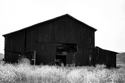 Picture of A TRADITIONAL BLACK KENTUCKY TOBACCO BARN