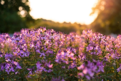 Picture of PURPLE FLOWER FIELD KENTUCKY