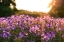 Picture of PURPLE FLOWER FIELD KENTUCKY