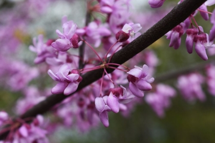 Picture of REDBUB SPRING WILDFLOWERS AT BIG MUDDY NATIONAL FISH AND REFUGE-MISSOURI