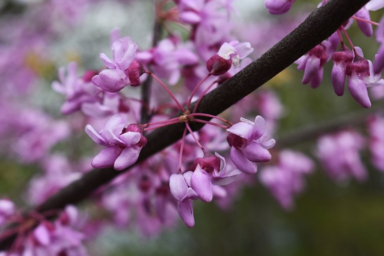 Picture of REDBUB SPRING WILDFLOWERS AT BIG MUDDY NATIONAL FISH AND REFUGE-MISSOURI