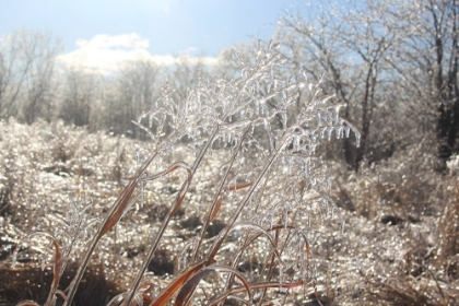 Picture of TALLGRASS TRAIL AT BIG MUDDY NATIONAL FISH AND WILDLIFE REFUGE-MISSOURI