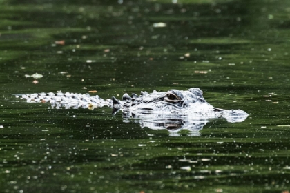 Picture of ALLIGATOR IN A POND AT MAGNOLIA HOUSE AND GARDENS IN SOUTH CAROLINA