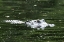 Picture of ALLIGATOR IN A POND AT MAGNOLIA HOUSE AND GARDENS IN SOUTH CAROLINA