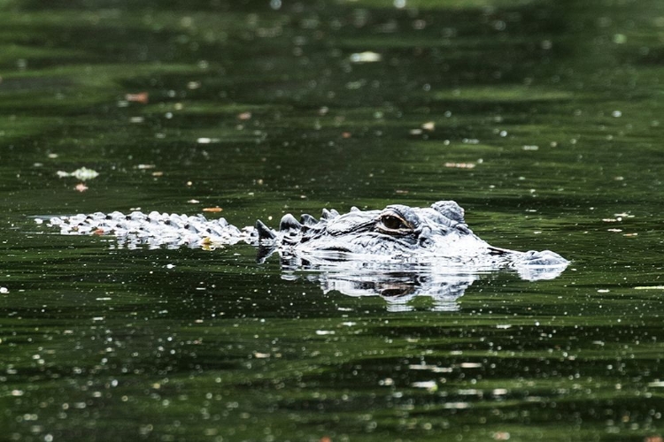 Picture of ALLIGATOR IN A POND AT MAGNOLIA HOUSE AND GARDENS IN SOUTH CAROLINA