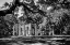 Picture of THE OLD SHELDON CHURCH RUINS-SOUTH CAROLINA