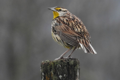 Picture of EASTERN MEADOWLARK TENNESSEE