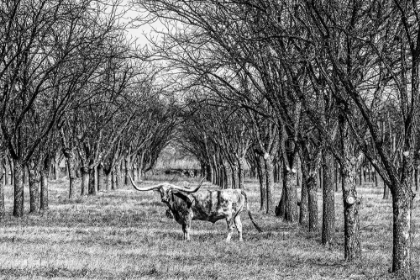 Picture of A LONGHORN STEER IN KINNEY COUNTY-TEXAS