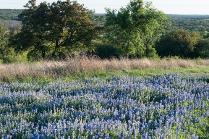 Picture of BLUEBONNETS-THE STATE FLOWER-NEAR MARBLE FALLS IN THE TEXAS HILL