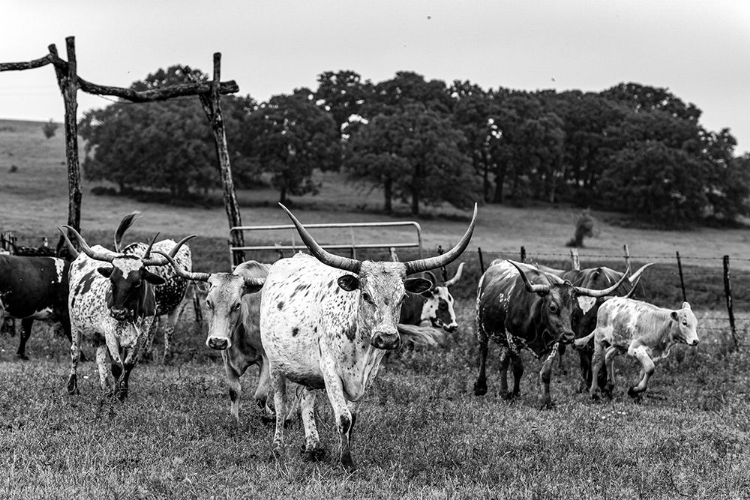 Picture of LONESOME PINE RANCH AUSTIN COUNTY TEXAS