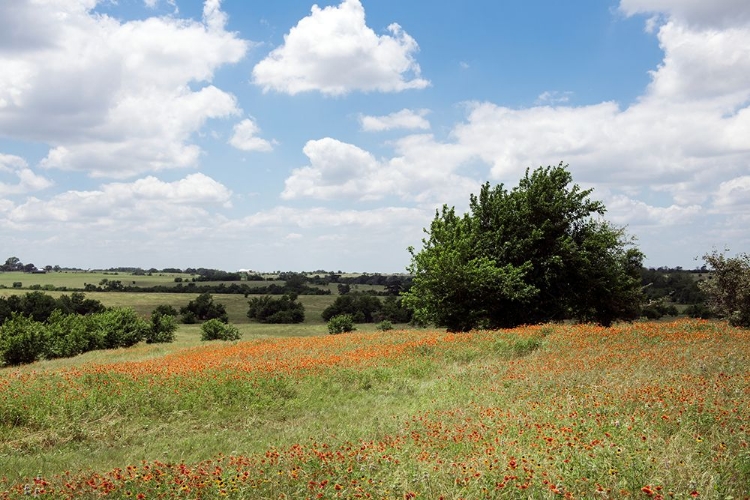 Picture of LONESOME PINE RANCH-AUSTIN-TEXAS