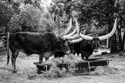Picture of LONGHORN CATTLE ON ABILENE STATE HISTORICAL PARK-TEXAS