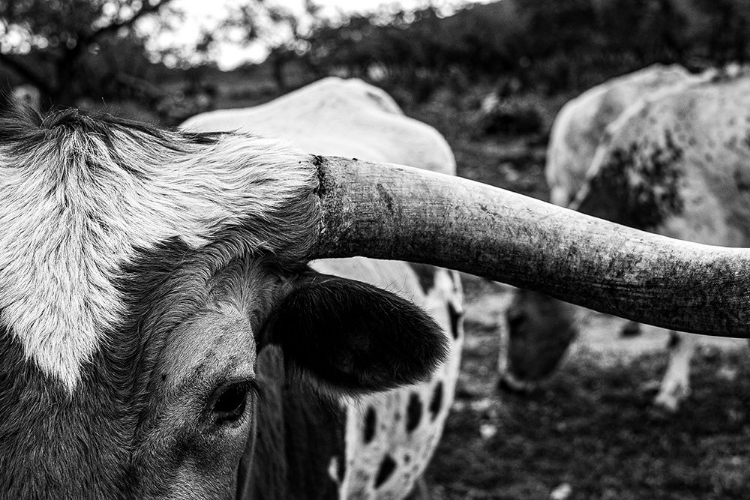 Picture of LONGHORN COWS-TEXAS