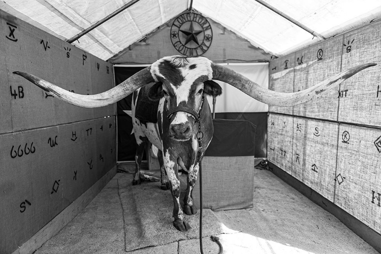 Picture of LONGHORN STEER AT THE ZAPATA COUNTY FAIR IN TEXAS