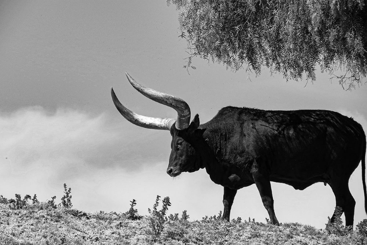 Picture of LONGHORN STEER-TEXAS