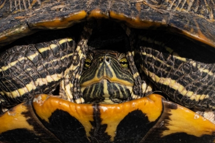 Picture of RED-EARED SLIDER TURTLE IN SAN ANTONIO-TEXAS