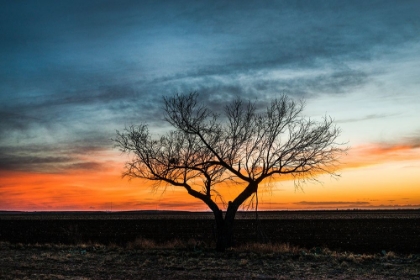 Picture of SUNSET SCENE IN RURAL TOM GREEN COUNTY-TEXAS