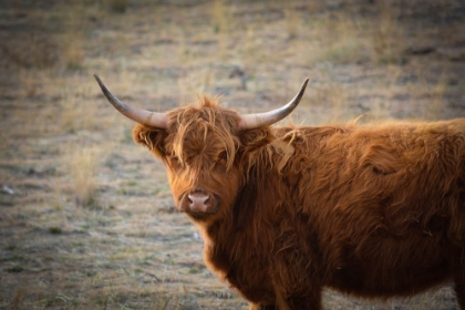 Picture of TEXAS BROWN STEER