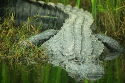 Picture of TEXAS GATOR