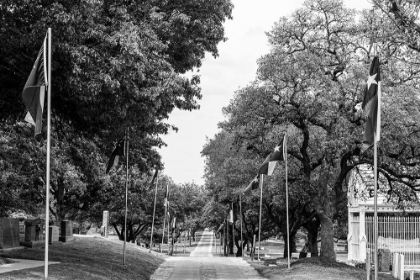 Picture of TEXAS STATE FLAGS LINE A PATH THROUGH THE TEXAS STATE CEMETERY IN AUSTIN