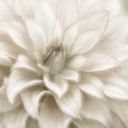 Picture of SOFT DAHLIA