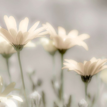 Picture of SOFT DESERT DAISIES