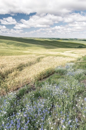 Picture of WILDFLOWER FARM