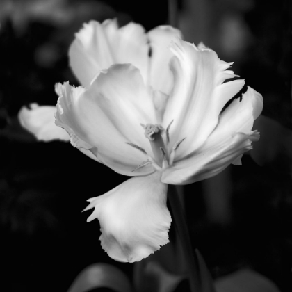 Picture of DRAMATIC TULIP