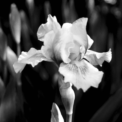 Picture of DRAMATIC IRIS