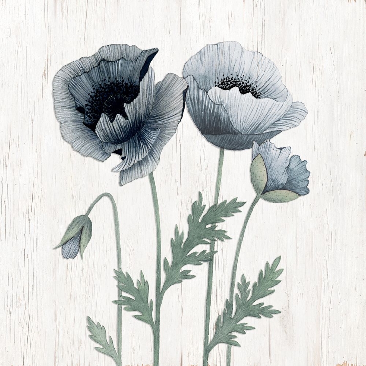 Picture of POPPIES II