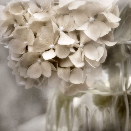 Picture of SUGAR HYDRANGEA II