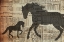 Picture of HORSEY BABY 2