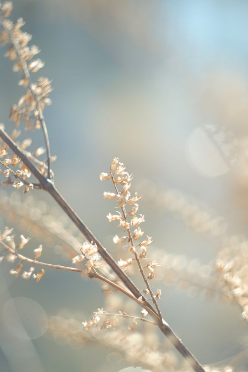 Picture of GOLDEN BRANCH I 