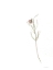 Picture of ARISE