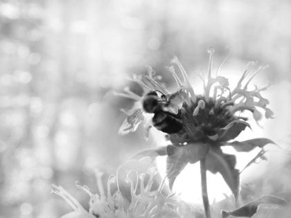 Picture of WILD FLOWERS II