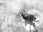 Picture of WILD FLOWERS II