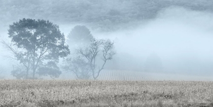 Picture of BLUE MISTY MORNING