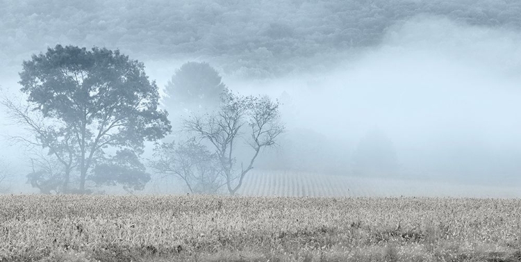 Picture of BLUE MISTY MORNING